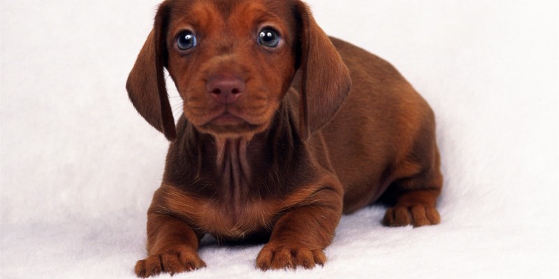 Nuevo seguro obligatorio para perros